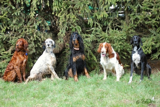 Tento rok všetky plemená klubu SKPS