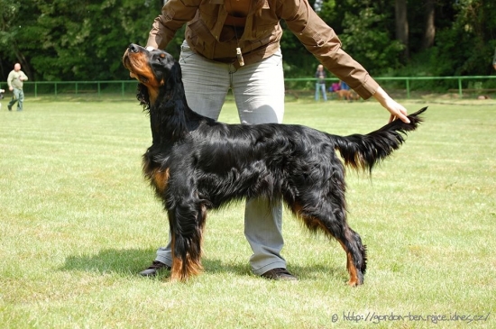 Zara na Klubovej výstave