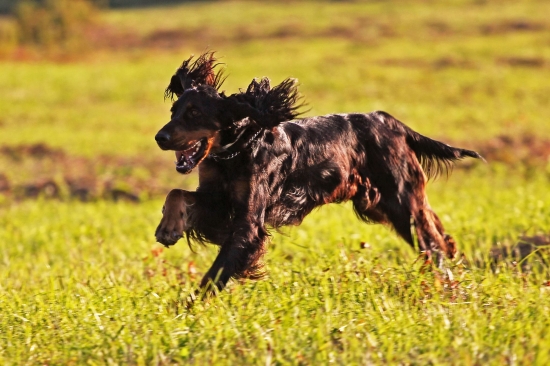 Jednoducho radosť...