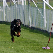 Coursing a gordon