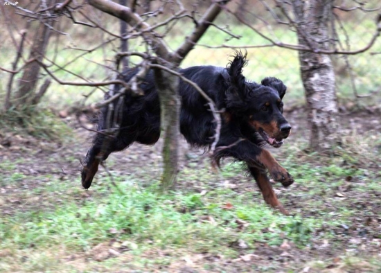 Povianočná lietačka