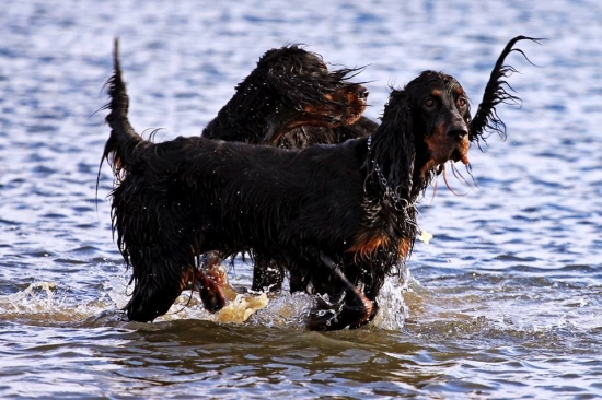 Zara a Isis v Dunaji