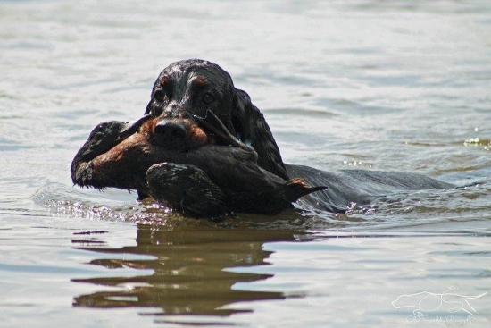 Zara a stopa živej kačice