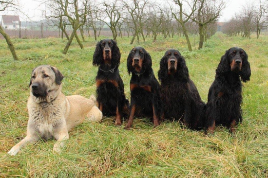 Rodina z Holubické stráně a Kangi