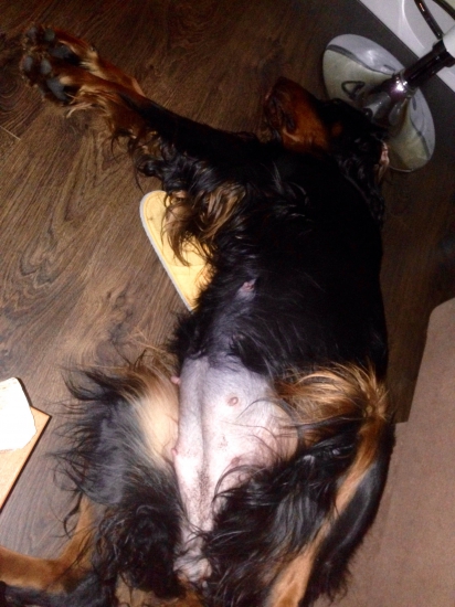 Tri týždne do pôrodu