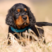 Maco