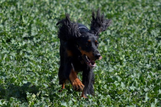 Zara na MFT Šenkvice - iba rekreačne bez štartovania