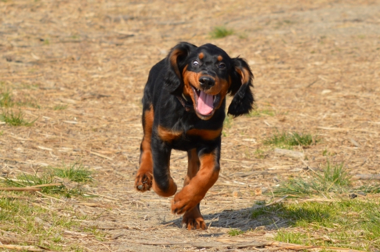 Také normálne šteniatko :D