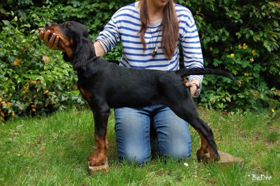 Tréning postoja pred KV a úspešne