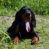 Unavená Lilly