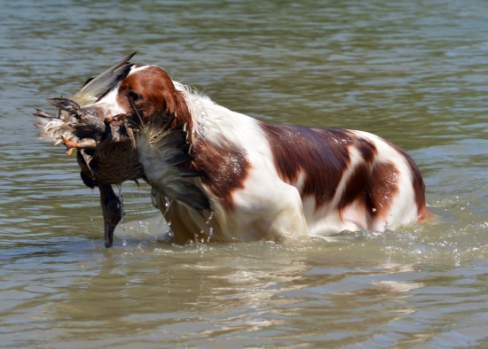 IRWS Foreign Affair Reddeer 