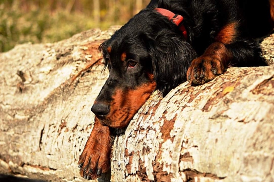 Lillinka na pníčku