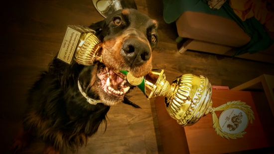 II. najúspešnejší pracovný pes Slovenského klubu pointrov a setrov