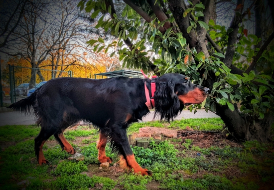 Vystavovanie Lilly 15 mesiacov