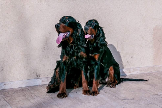 Absolute Hunter a Amellie Dark House of Gordons