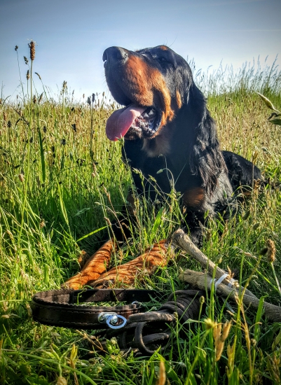 Tréning šúlačka a stopa