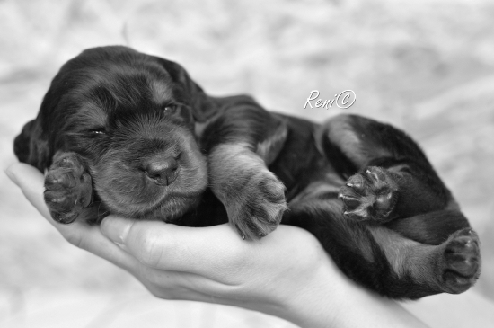 15 dňový gordon setter