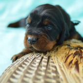 Na zoznamovanie s pernatou nikdy nie je priskoro