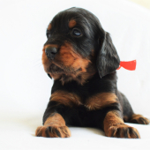 Mesačná fenka gordonsetra