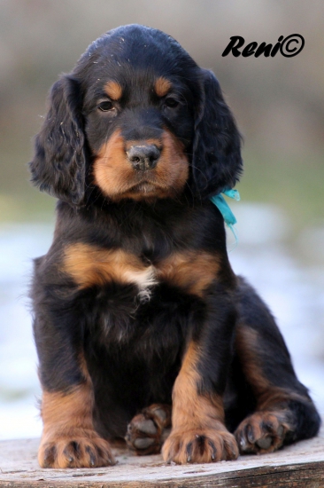 Gordon setter