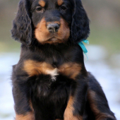 Gordon setter
