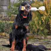 Amellie - 2. najúspešnejší pracovný pes SKPS za rok 2017