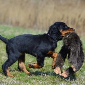 Beauty of the Beast Dark House of Gordons