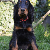 Back to Innocence Dark House of Gordons