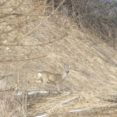 Splinutie v zimnom obdobý