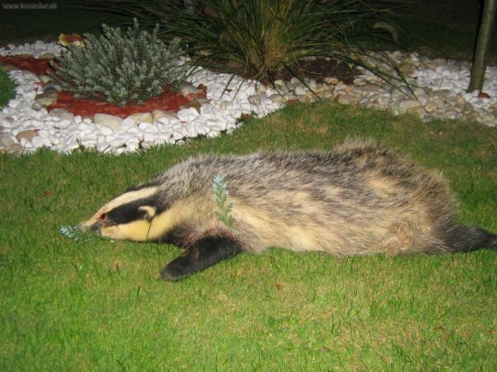 Jazvec 11 Kg, mal 1,5 l sadielka