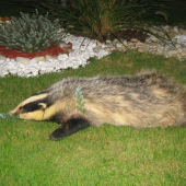 Jazvec 11 Kg, mal 1,5 l sadielka