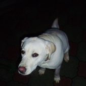 Elis