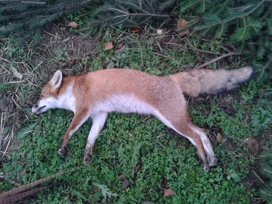 Liška na dnešnej polovačke