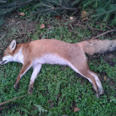 Liška na dnešnej polovačke