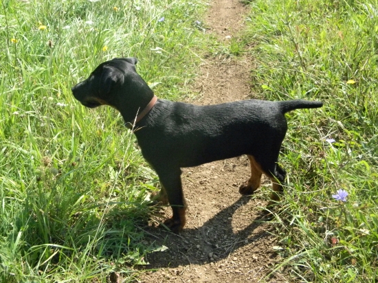 Boss z Lednickej doliny 3 mesiace