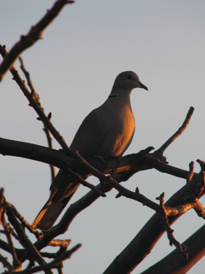 Hrdlička při západu slunce