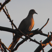 Hrdlička při západu slunce