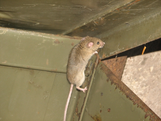 Leze leze po železe...