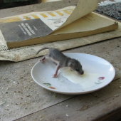 Čo to také za zvieratko?