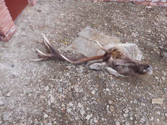 16-torak proti vlkom sa nevedel ubranit s 1 parohom