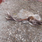 16-torak proti vlkom sa nevedel ubranit s 1 parohom