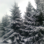 asi isiel mrazik okolo