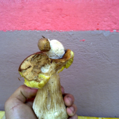 zaujmavy