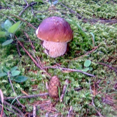 hribik