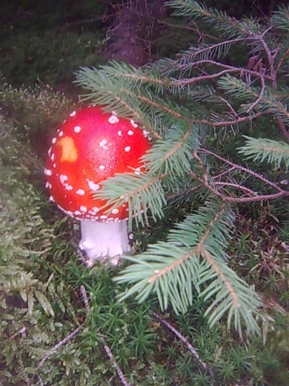 muchotravka z archivu