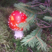 muchotravka z archivu