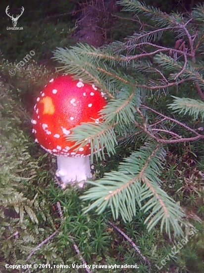 muchotravka z archivu