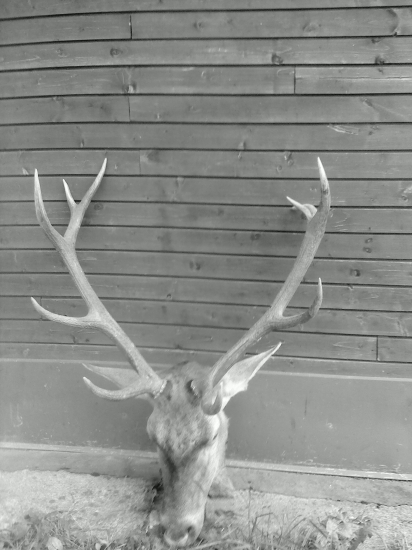 dobodani skodnikom v ruji