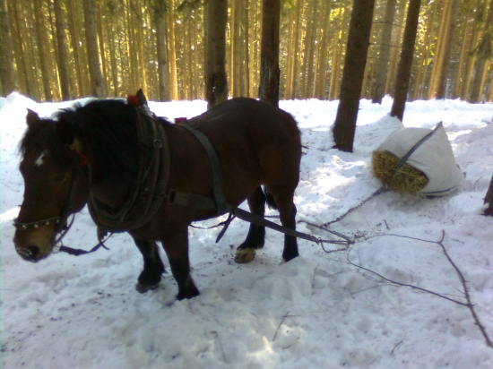 v zlych casoch treba zveri pomahat
