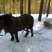 v zlych casoch treba zveri pomahat